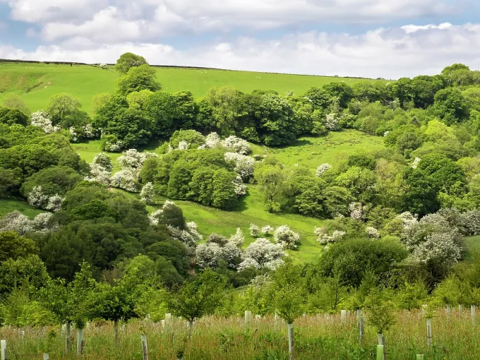 Framed Print : Hawthorn trees (Crataegus sp.) in blossom on hillside, Bowland, North Yorkshire, UK. May Framed Print : Hawthorn trees (Crataegus sp.) in blossom on hillside, Bowland, North Yorkshire, UK. May