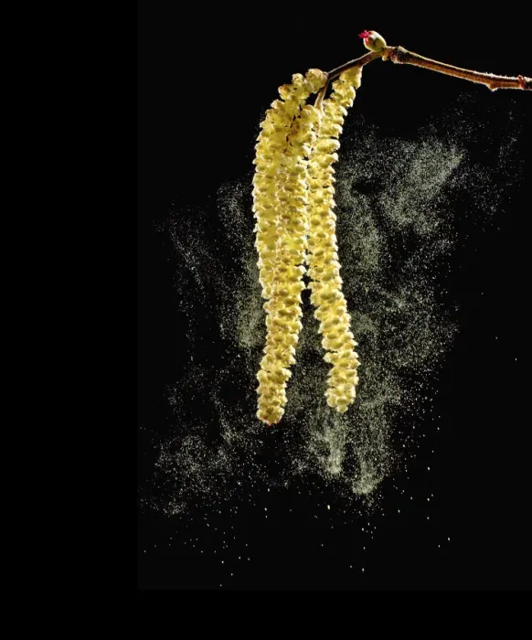 Framed Print : Hazel (Corylus avellana) catkins dispersing pollen with female flower above on branch