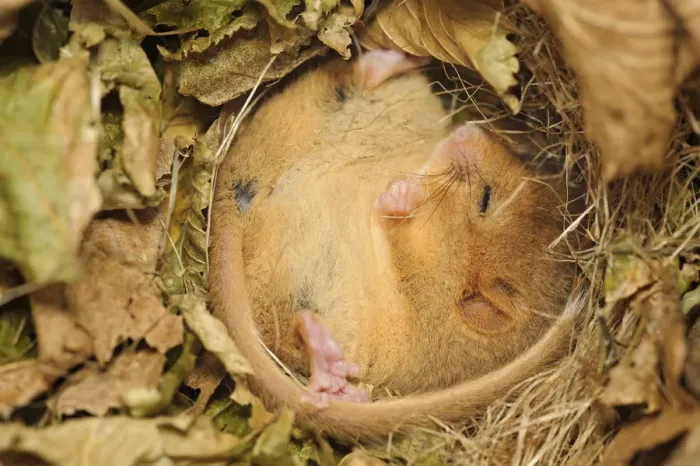 Framed Print : Hazel dormouse (Muscardinus avellanarius), Kent, UK Framed Print : Hazel dormouse (Muscardinus avellanarius), Kent, UK