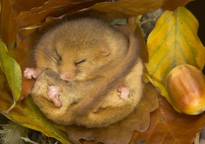 Framed Print : Hazel Dormouse (Muscardinus avellanarius) hibernating amongst leaves and acorns. Captive Framed Print : Hazel Dormouse (Muscardinus avellanarius) hibernating amongst leaves and acorns. Captive