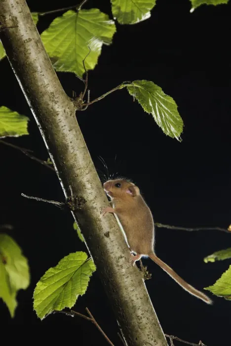 Framed Print : Hazel dormouse (Muscardinus avellanarius) running up branch in coppiced hazel tree, Kent, UK Framed Print : Hazel dormouse (Muscardinus avellanarius) running up branch in coppiced hazel tree, Kent, UK