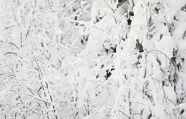 Hazel Grouse (Tetrastes bonasia) in snow covered trees, Suomussalmi, Finland, January