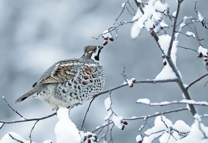 Framed Print : Hazel Grouse (Tetrastes bonasia), Kuusamo, Finland, December Framed Print : Hazel Grouse (Tetrastes bonasia), Kuusamo, Finland, December