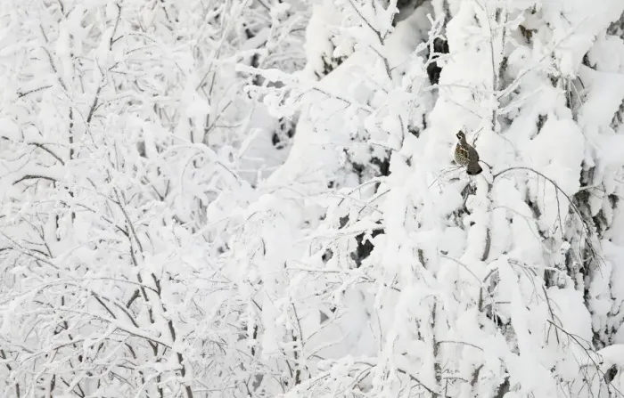 Framed Print : Hazel Grouse (Tetrastes bonasia) in snow covered trees, Suomussalmi, Finland, January Framed Print : Hazel Grouse (Tetrastes bonasia) in snow covered trees, Suomussalmi, Finland, January