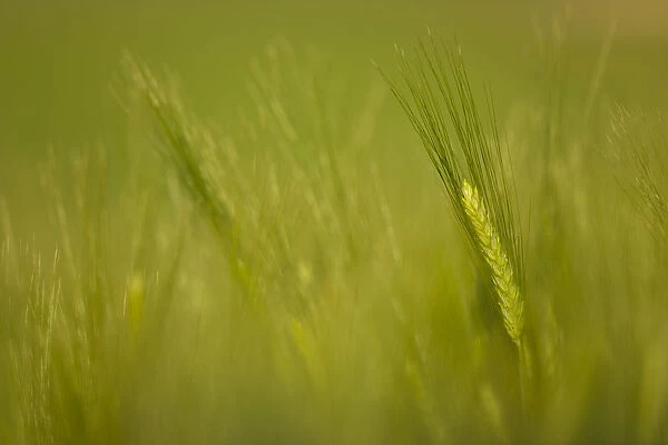 Head of Barley (Hordeum sp) Spain, April