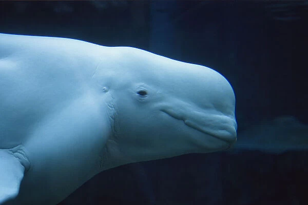Head of Beluga  /  White Whale (Delphinapterus leucas) in profile. Canada, summer. Captive