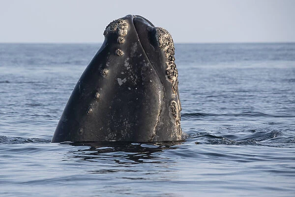 Head of a North Atlantic right whale (Eubalaena glacialis) emerges from the water