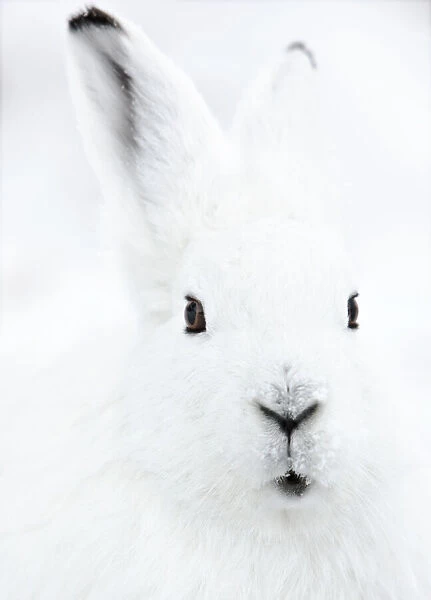Head portrait of an Arctic snow hare (Lepus arcticus groenlandicus) North East Greenland. February