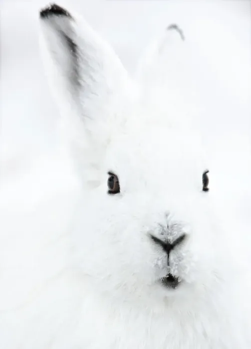 Framed Print : Head portrait of an Arctic snow hare (Lepus arcticus groenlandicus) North East Greenland. February Framed Print : Head portrait of an Arctic snow hare (Lepus arcticus groenlandicus) North East Greenland. February