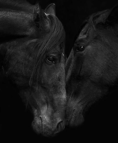 Head portrait of black Andalusian stallion and mare meeting for the first time in southern Spain