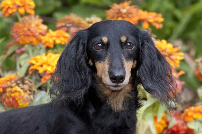 Framed Print : Head portrait of black and tan smooth coated Dachshund with zinnias, Illinois, USA Framed Print : Head portrait of black and tan smooth coated Dachshund with zinnias, Illinois, USA