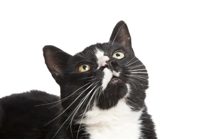 Framed Print : Head portrait of black and white domestic cat (Felix catus) looking up Framed Print : Head portrait of black and white domestic cat (Felix catus) looking up