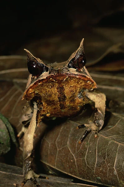 Head portrait of Bornean Horned Frog (Megophrys nasuta) among the leaf litter in