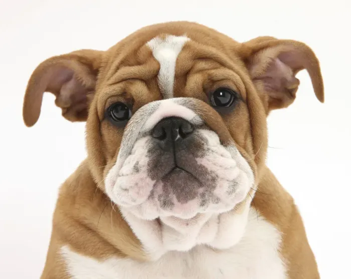 Framed Print : Head portrait of a Bulldog puppy, 11 weeks Framed Print : Head portrait of a Bulldog puppy, 11 weeks
