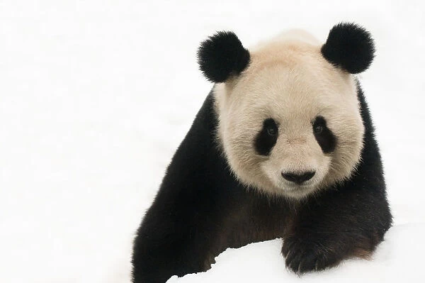 Head portrait of Giant panda (Ailuropoda melanoleuca) in snow captive (born in 2000)
