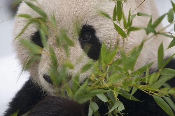 Head portrait of Giant panda (Ailuropoda melanoleuca) feeding on bamboo, captive