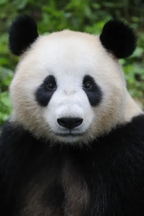 Framed Print : Head portrait of a Giant panda (Ailuropoda Melanoleuca) Bifengxia Giant Panda Breeding Framed Print : Head portrait of a Giant panda (Ailuropoda Melanoleuca) Bifengxia Giant Panda Breeding