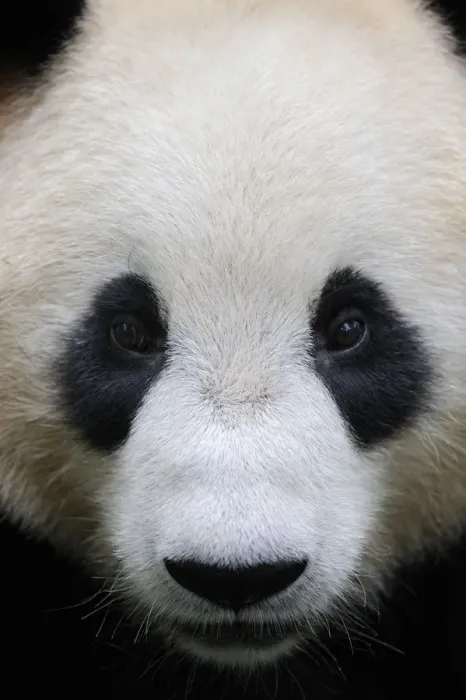 Framed Print : Head portrait of a Giant panda (Ailuropoda Melanoleuca) Bifengxia Giant Panda Breeding Framed Print : Head portrait of a Giant panda (Ailuropoda Melanoleuca) Bifengxia Giant Panda Breeding