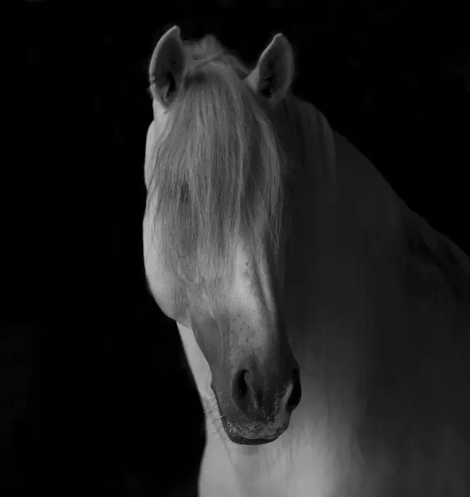 Framed Print : Head portrait of grey Andalusian stallion in dark barn, Northern France, Europe Framed Print : Head portrait of grey Andalusian stallion in dark barn, Northern France, Europe