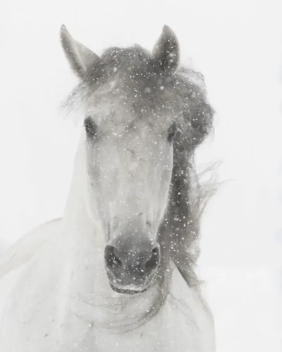 Framed Print : Head portrait of grey almost white Andalusian mare running in snow, Berthoud, Colorado, USA Framed Print : Head portrait of grey almost white Andalusian mare running in snow, Berthoud, Colorado, USA