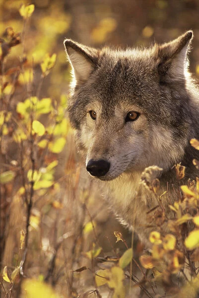 Head portrait of Grey wolf (Canis lupus) captive