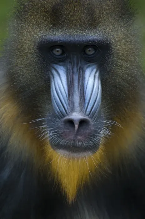 Framed Print : Head portrait of male Mandrill (Mandrillus sphinx) Captive. Apenheul zoo; the Netherlands Framed Print : Head portrait of male Mandrill (Mandrillus sphinx) Captive. Apenheul zoo; the Netherlands