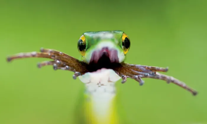 Framed Print : Head portrait of Satiny Parrot snake (Leptophis depressirostris) swallowing frog Framed Print : Head portrait of Satiny Parrot snake (Leptophis depressirostris) swallowing frog