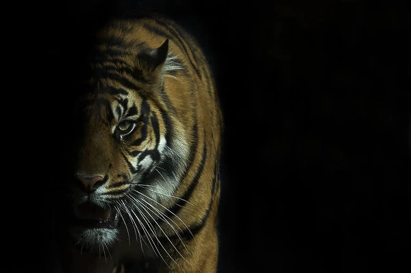 Head portrait of Sumatran tiger (Panthera tigris sumatrae) with face half cast in shadow