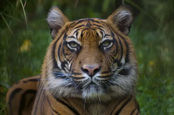 Framed Print : Head portrait of Sumatran tiger (Panthera tigris sumatrae) captive