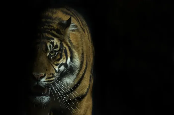 Framed Print : Head portrait of Sumatran tiger (Panthera tigris sumatrae) with face half cast in shadow Framed Print : Head portrait of Sumatran tiger (Panthera tigris sumatrae) with face half cast in shadow