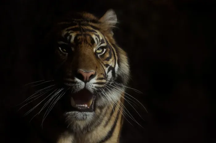 Framed Print : Head portrait of Sumatran tiger (Panthera tigris sumatrae) with face half cast in shadow Framed Print : Head portrait of Sumatran tiger (Panthera tigris sumatrae) with face half cast in shadow