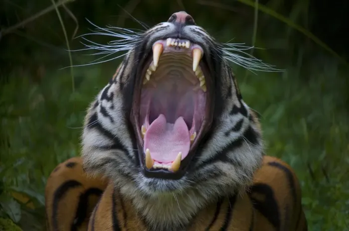 Framed Print : Head portrait of Sumatran tiger (Panthera tigris sumatrae) with mouth wide open in a yawn Framed Print : Head portrait of Sumatran tiger (Panthera tigris sumatrae) with mouth wide open in a yawn