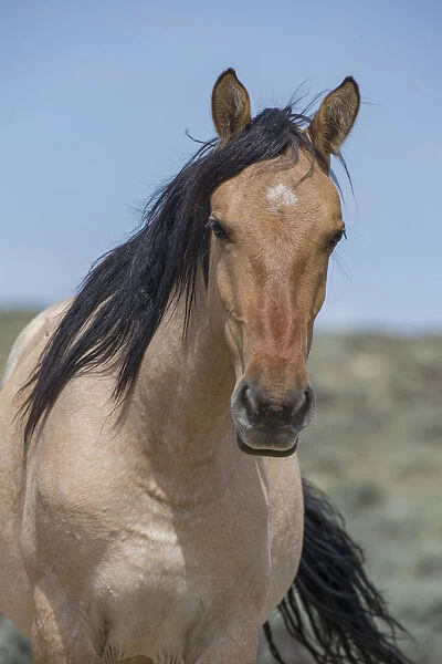 Head portrait of wild dun roan Mustang mare in Sand Wash Basin, Colorado, USA