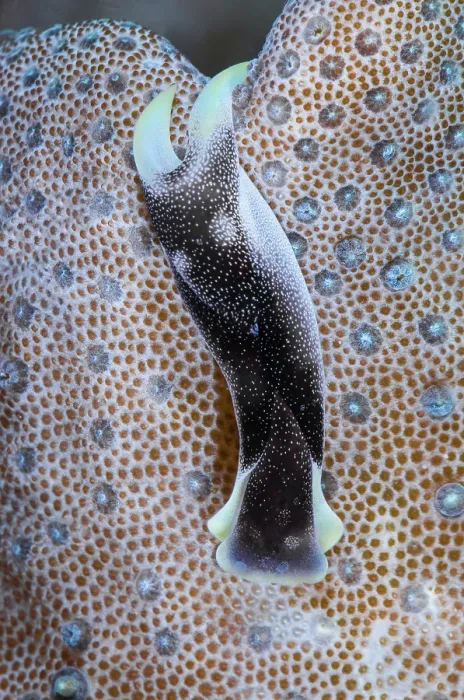 Framed Print : Headshield slug (Chelidonura amoena) portrait, Triton Bay, West Papua, Indonesia, Pacific Ocean Framed Print : Headshield slug (Chelidonura amoena) portrait, Triton Bay, West Papua, Indonesia, Pacific Ocean