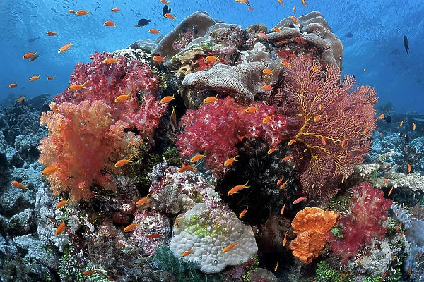 Healthy coral reef landscape, Carl's Ultimate dive site in the Eastern Fields of Papua New Guinea
