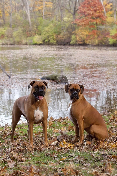 HeaPair of male Boxers fawn coloured with natural ears, sitting by lake in Autumn