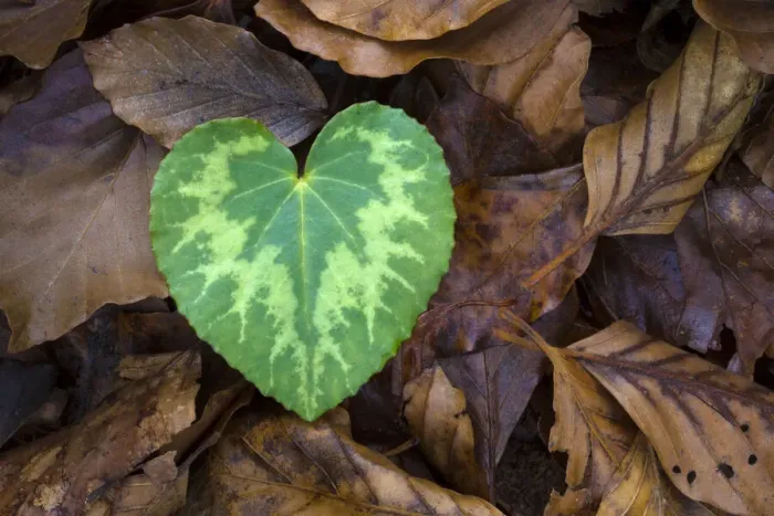 Framed Print : Heart-shaped leaf of Alpine Cyclamen (Cyclamen purpurascens) Framed Print : Heart-shaped leaf of Alpine Cyclamen (Cyclamen purpurascens)