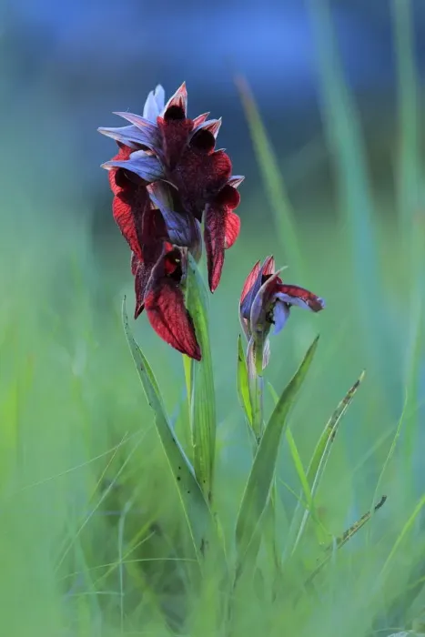 Framed Print : Heart shaped lip dactylorhiza orchid (Orchis cordigera) in flower, Sierra de Grazalema Natural Park Framed Print : Heart shaped lip dactylorhiza orchid (Orchis cordigera) in flower, Sierra de Grazalema Natural Park