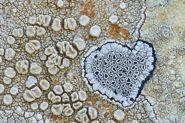 Heart shaped pattern in Map lichen (Rhizocarpon geographicum) on rock, Menorca, Balearic Islands