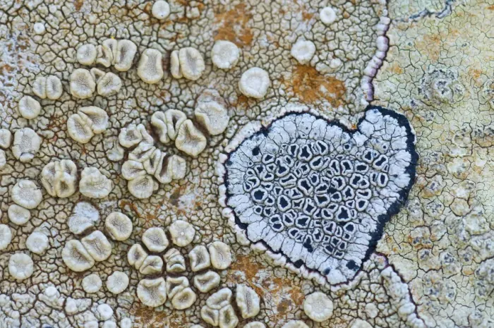 Framed Print : Heart shaped pattern in Map lichen (Rhizocarpon geographicum) on rock, Menorca Framed Print : Heart shaped pattern in Map lichen (Rhizocarpon geographicum) on rock, Menorca