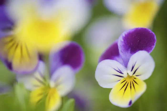 Framed Print : Heartsease / Wild pansy (Viola tricolor), flowers, Berlin, Germany, May Framed Print : Heartsease / Wild pansy (Viola tricolor), flowers, Berlin, Germany, May