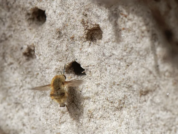 Framed Print : Heath bee fly (Bombylius minor) hovering near nest burrows of host bees (Colletes sp.) in a sandy heathland bank, Dorset, England, UK. September