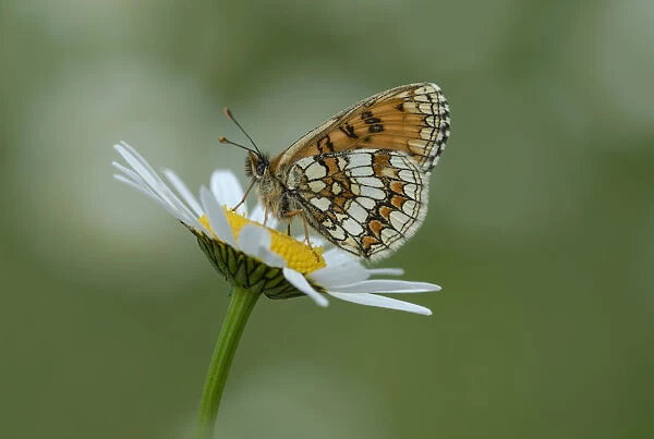 Heath fritillary butterfly (Melitaea athalia) on daisy flower, Pyrenees National Park
