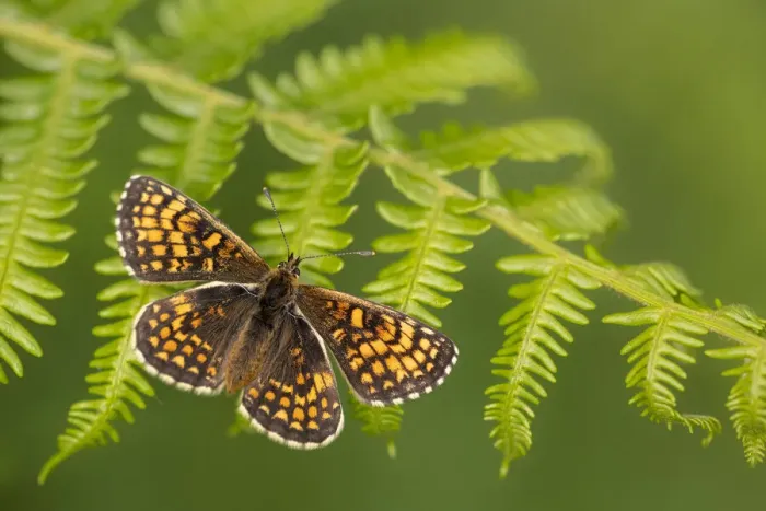 Framed Print : Heath fritillary butterfly (Melitaea athalia) basking on Bracken (Pteridium aquilinum) Framed Print : Heath fritillary butterfly (Melitaea athalia) basking on Bracken (Pteridium aquilinum)