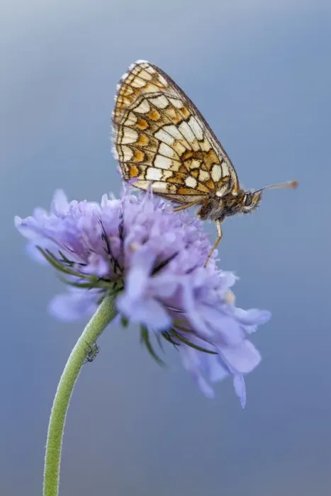 Framed Print : Heath fritillary (Melitaea athalia) resting on scabious flower, Nordtirol, Austrian Alps Framed Print : Heath fritillary (Melitaea athalia) resting on scabious flower, Nordtirol, Austrian Alps