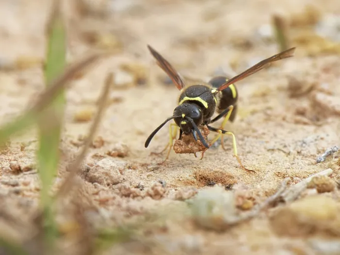 Framed Print : Heath potter wasp (Eumenes coarctatus) female, gathering a ball of clay with her jaws to use as nesting material, Devon, England, UK. September Framed Print : Heath potter wasp (Eumenes coarctatus) female, gathering a ball of clay with her jaws to use as nesting material, Devon, England, UK. September