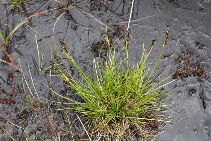 Framed Print : Heath rush (Juncus squarrosus) on wet heathland, Black Mountains SSSI, Herefordshire, England, UK. June Framed Print : Heath rush (Juncus squarrosus) on wet heathland, Black Mountains SSSI, Herefordshire, England, UK. June
