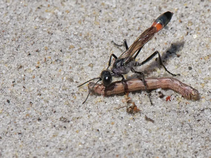 Framed Print : Heath sand wasp (Ammophila pubescens) carrying paralysed caterpillar prey to its nest, food for its larvae, Studland heath, Dorset, England, UK. June Framed Print : Heath sand wasp (Ammophila pubescens) carrying paralysed caterpillar prey to its nest, food for its larvae, Studland heath, Dorset, England, UK. June