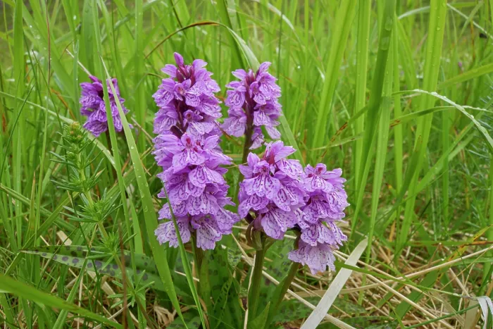 Framed Print : Heath spotted orchid (Dactylorhiza maculata) in flower, Hornvik, Hornstrandir, Iceland. July Framed Print : Heath spotted orchid (Dactylorhiza maculata) in flower, Hornvik, Hornstrandir, Iceland. July
