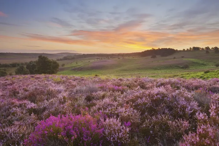 Framed Print : Heather in bloom on lowland heathland, Rockford Common, Linwood, New Forest National Park Framed Print : Heather in bloom on lowland heathland, Rockford Common, Linwood, New Forest National Park